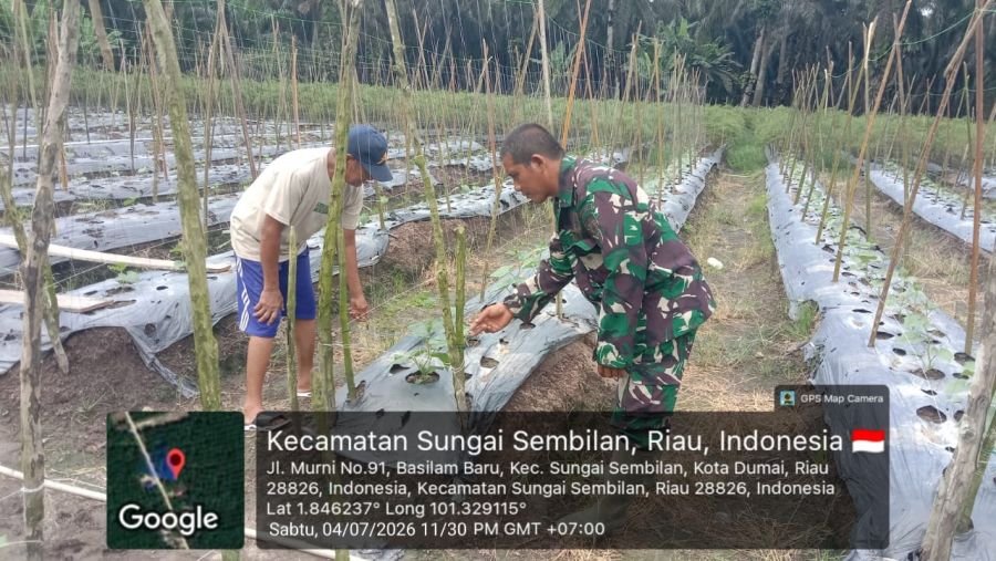 Babinsa Koramil 03/Sungai Sembilan Dampingi Petani Pare, Perkuat Ketahanan Pangan dan Cegah Karhutla