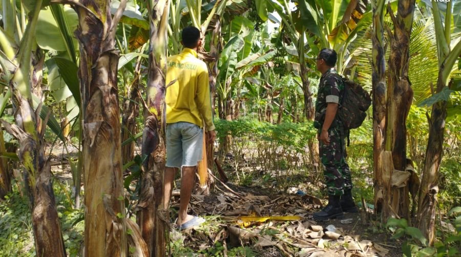 Babinsa Koramil 03/Sungai Sembilan Dampingi Pengembangan Kebun Pisang Warga untuk Dukung Swasembada