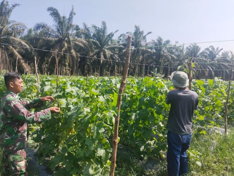 Babinsa Koramil 03/Sungai Sembilan Dampingi Budidaya Melon, Ajak Warga Cegah Karhutla