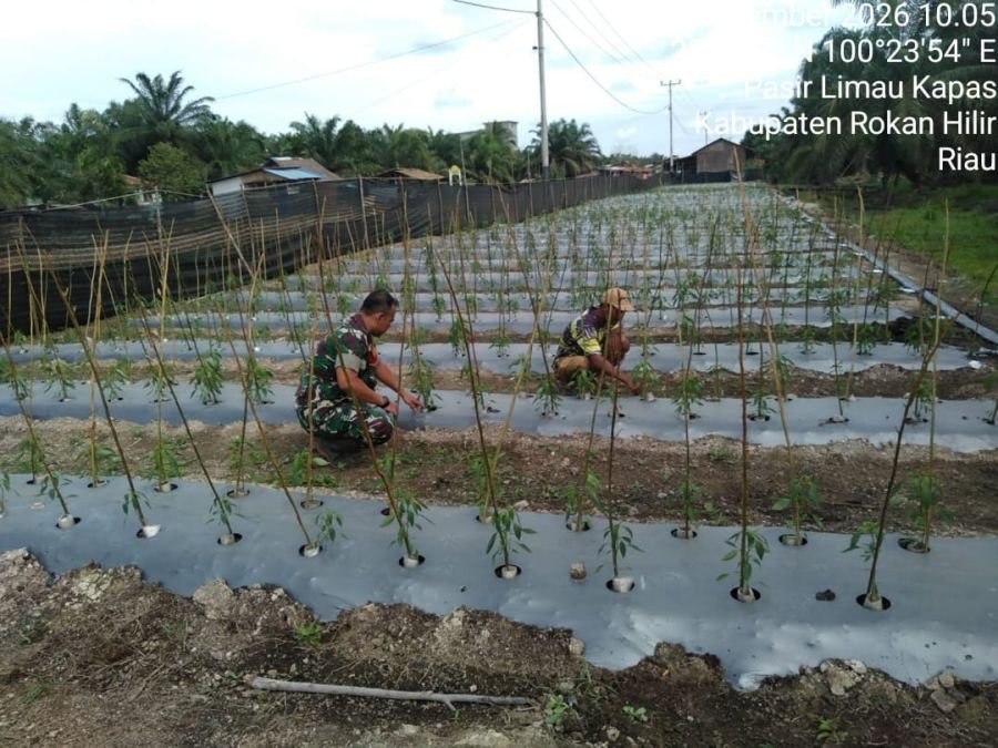Babinsa Koramil 04 Kubu Dampingi Petani Rawat Cabai di Pasir Limau Kapas