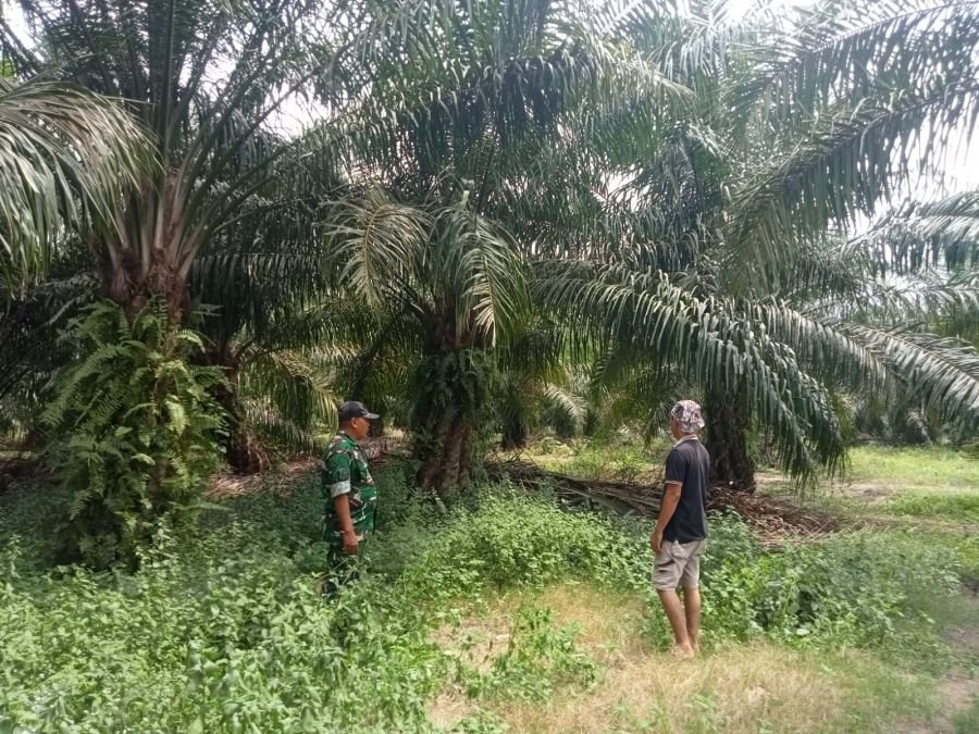 Babinsa Koramil 04 Kubu Intensif Patroli Kawasan Rawan Karhutla.