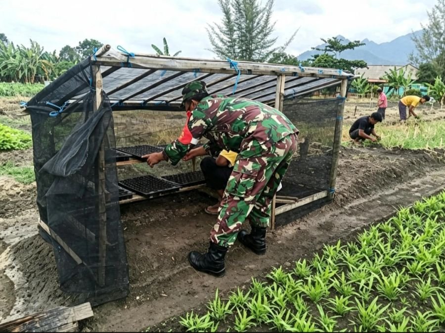 Babinsa Koramil 04/Dabo, Kodim 0315/TPI Bantu Petani Bibit Cabai di Desa Bukit Belah