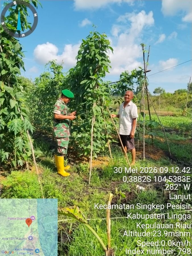 Babinsa Koramil 04/Dabo, Kodim 0315/TPI Bantu Warga Panen Kacang Panjang dn Bersihkan Tanaman Kakung