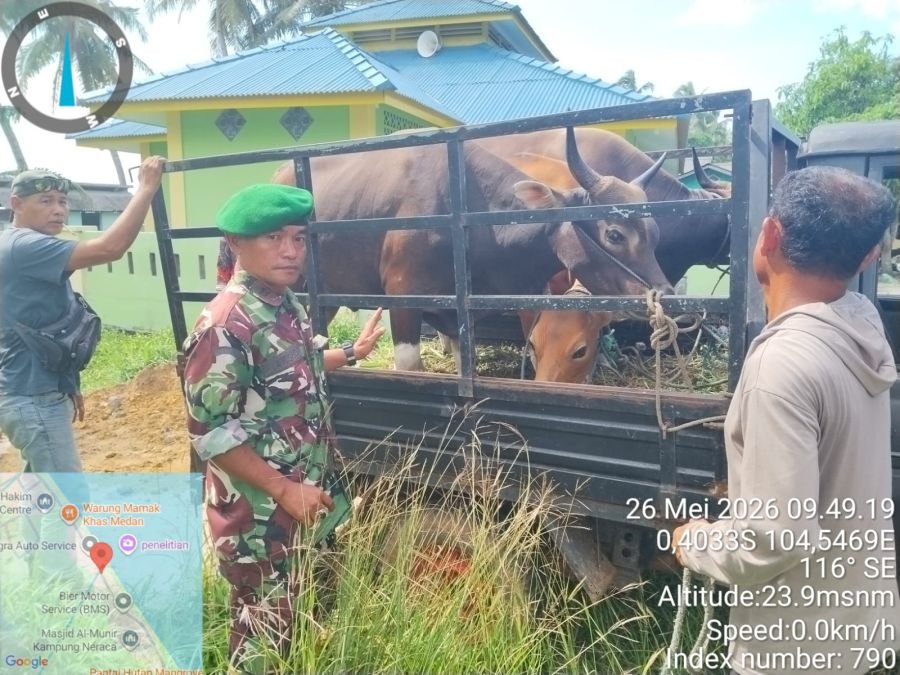 Babinsa Koramil 04/Dabo, Kodim 0315/TPI, Kawal Pengambilan Hewan Qurban di Desa Lanjut