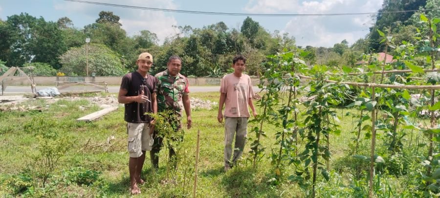 Babinsa Koramil 04/Dabo, Panen Raya Bersama Warga di Desa Sungai Raya