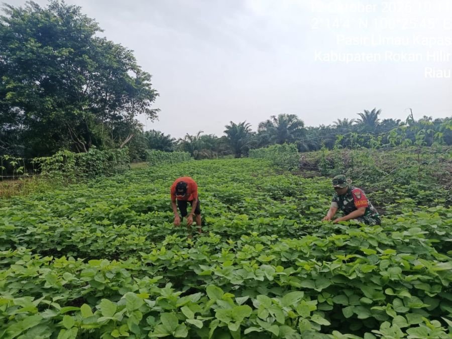 Babinsa Koramil 04/Kubu Dampingi Petani Palika Rawat Kedelai di Lahan 2 Rante