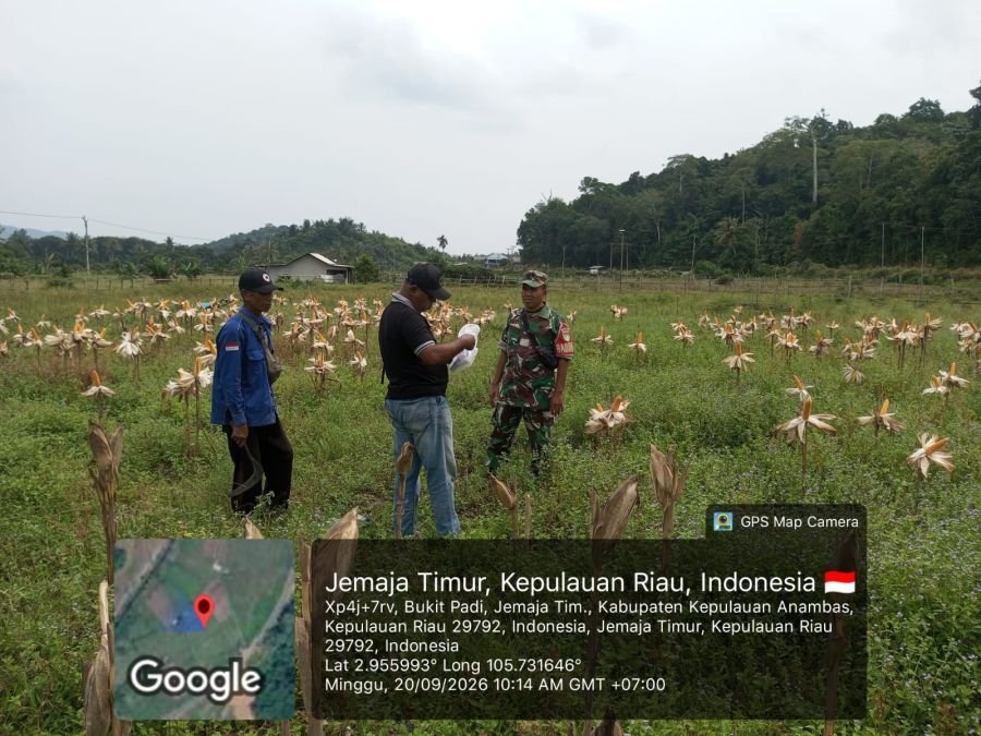 Babinsa Koramil 04/Letung Dorong Petani Bukit Padi Perkuat Ketahanan Pangan