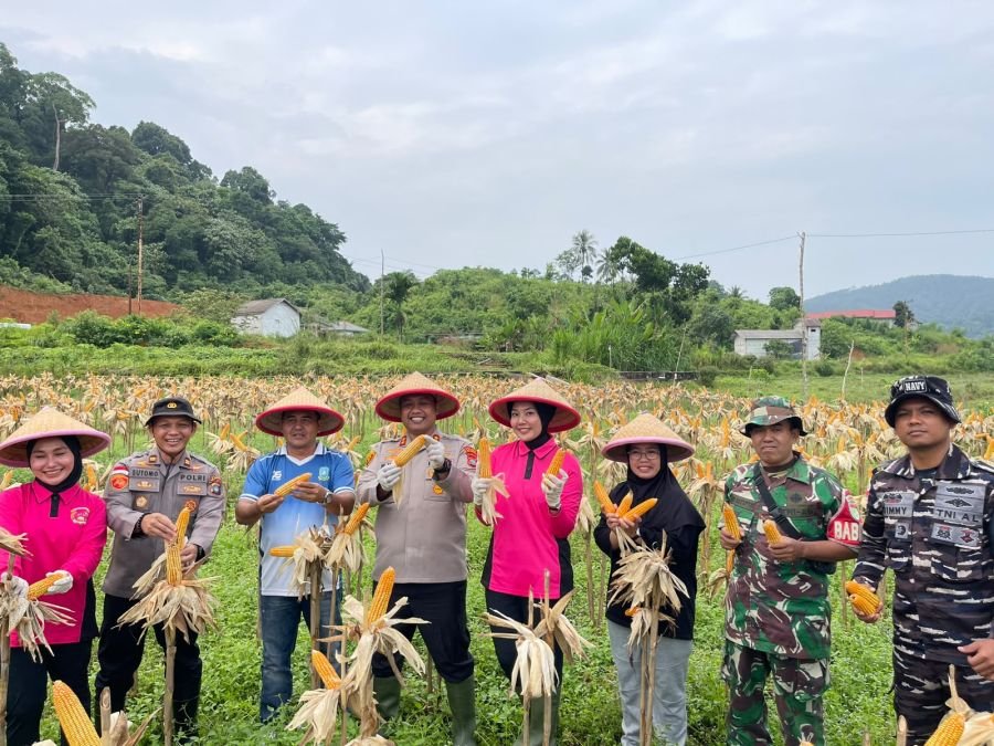 Babinsa Koramil 04/Letung Hadiri Panen Jagung Ketahanan Pangan di Desa Bukit Padi