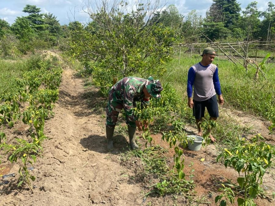 Babinsa Koramil 04/Pasir Penyu Bantu Warga Panen Cabe, Perkuat Kemanunggalan TNI-Rakyat