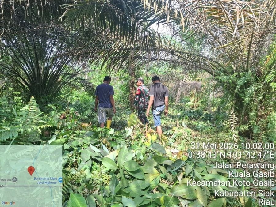 Babinsa Koramil 04/Perawang, Koptu Lasroha dan Warga Sisir Kuala Gasib, Cegah Karhutla Sejak Dini