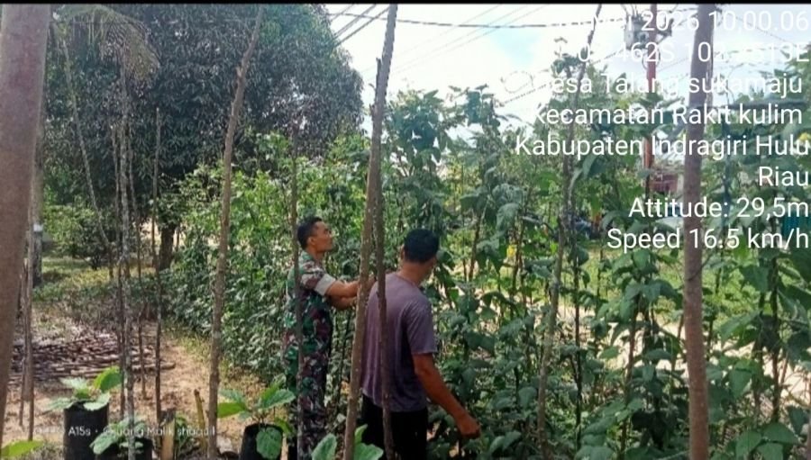 Babinsa Koramil 04/PP Bantu Warga Panen Kacang Panjang di Desa Talang Sukamaju