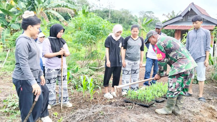 Babinsa koramil 04/rupat bersama masyarakat meningkat kan swsembada pangan di desa pancur jaya