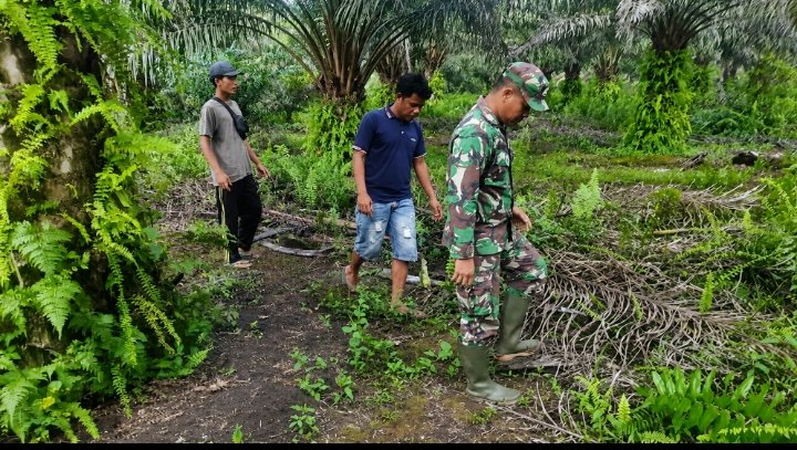Babinsa Koramil 05/Bukit Batu Susuri Lahan Perkebunan Masyarakat, Pastikan Wilayah Bebas Karhutla