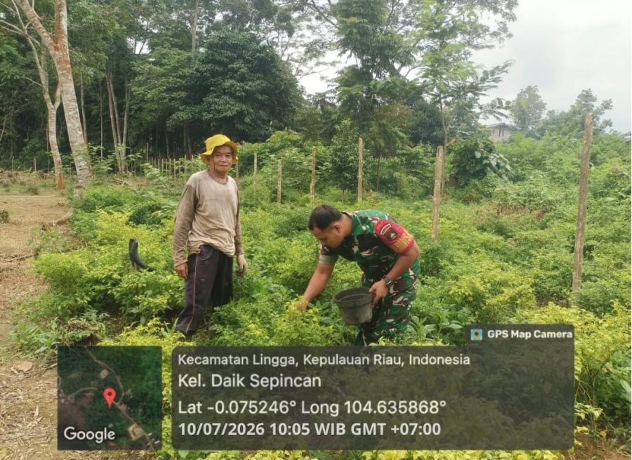 Babinsa Koramil 05/Daik Bantu Petani Panen Cabai di Daik, Wujud Dukungan Ketahanan Pangan
