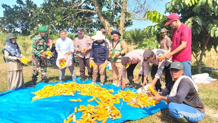 Babinsa Koramil 05/KK Serda Daswirsyah Hadiri Panen Jagung Pipil di Desa Lipat Kain Utara