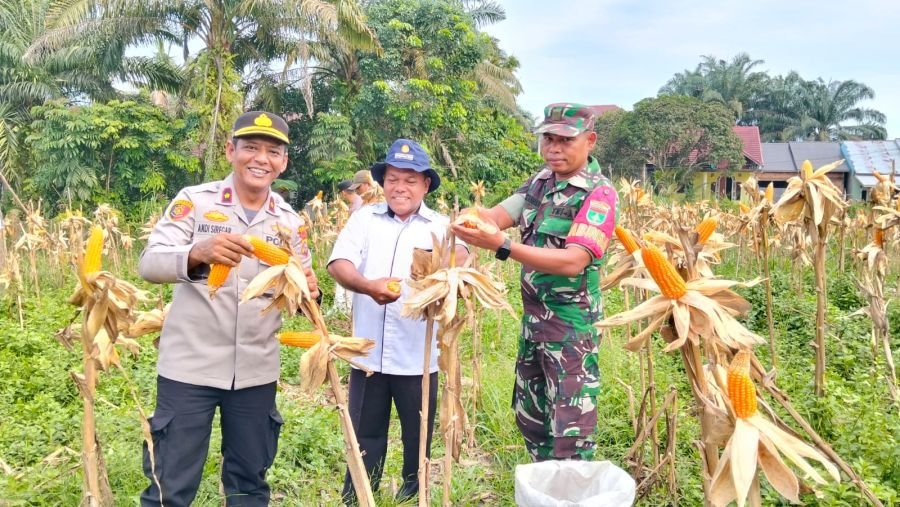 *Babinsa Koramil 05/KK Sertu Martawan Hadiri Panen Jagung Pipil di Desa Lipat Kain Utara*