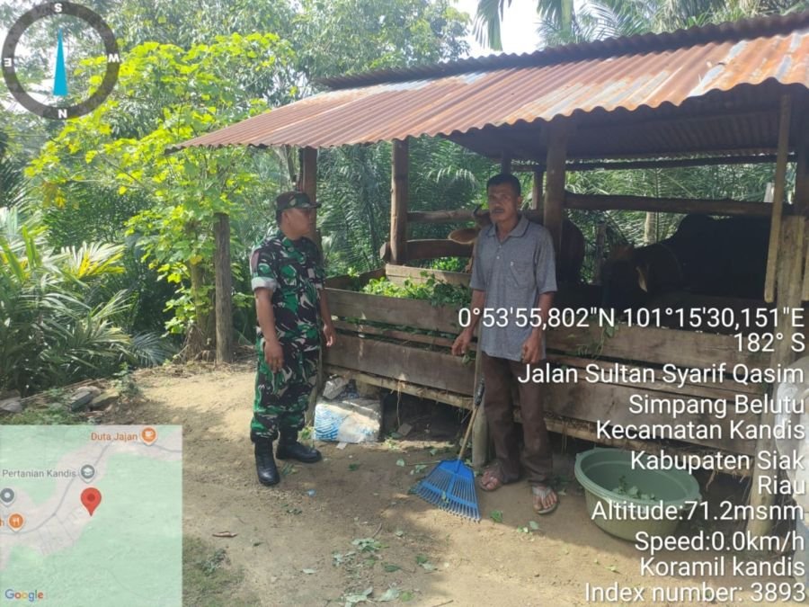 Babinsa Koramil 05/Pwk Kandis Kodim 0322/Siak, Serda D. Gultom turun langsung mendampingi pelaksanaa