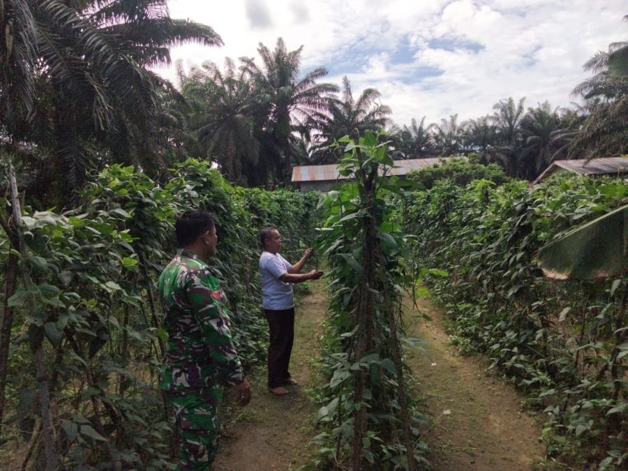 Babinsa Koramil 05/Rimba Melintang Dorong Produktivitas Petani Kacang Panjang di Bangko lestari