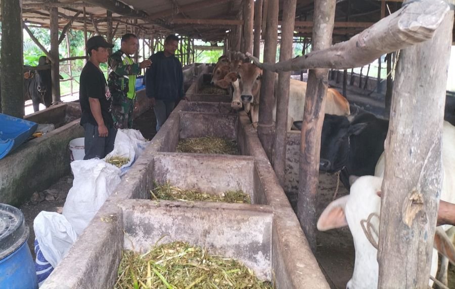 *Babinsa Koramil 06 Siak Hulu Rutin Datangi Peternak Sapi untuk Mendukung Kesehatan Ternak di Wilaya