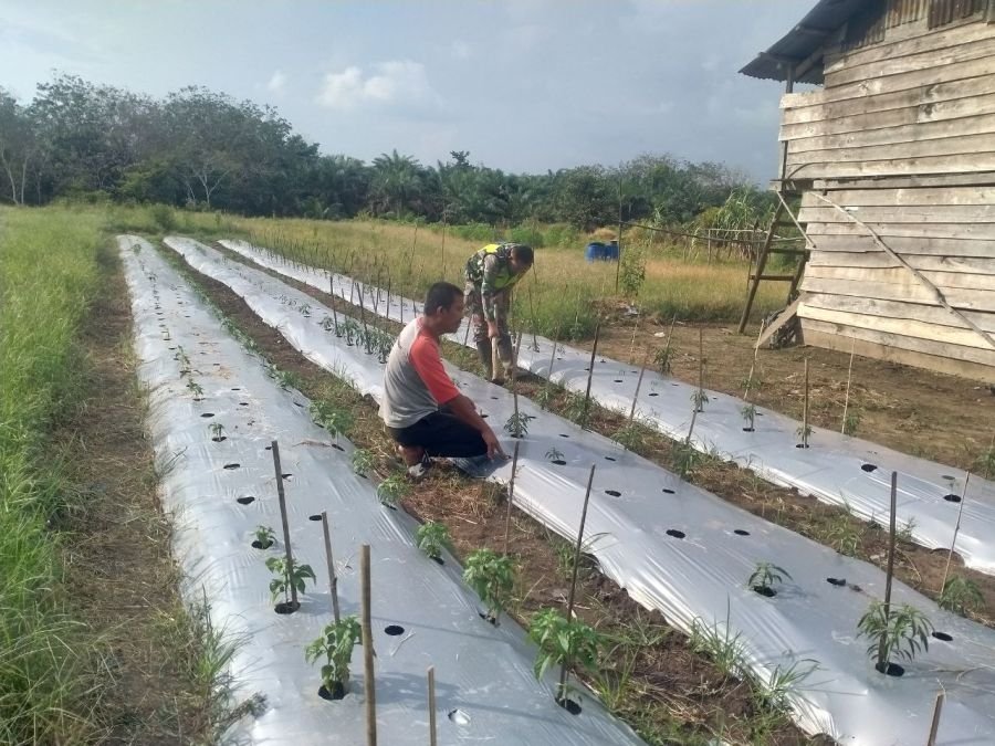 Babinsa Koramil 06/Cerenti Bantu Warga Kelola Kebun Sayur di Desa Banjar Nan Tigo