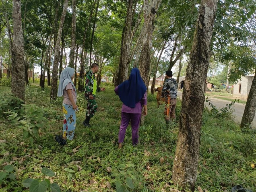 BABINSA KORAMIL 06/CERENTI CEK KESEHATAN TERNAK WARGA DI KELURAHAN KOTO PERAKU