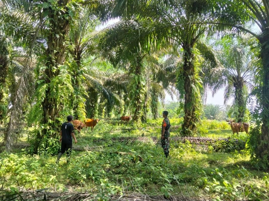 Babinsa Koramil 06/Cerenti Cek Kesehatan Hewan Ternak Warga di Desa Pesikaian untuk Cegah PMK