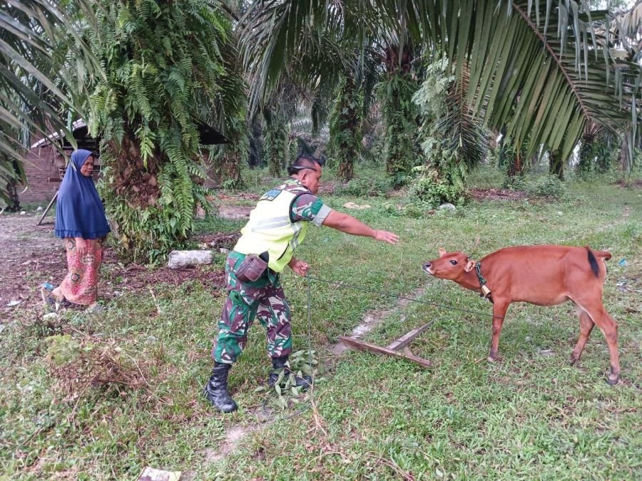 Babinsa Koramil 06/Cerenti Cek Kesehatan Hewan Ternak Warga di Desa Pulau Busuk