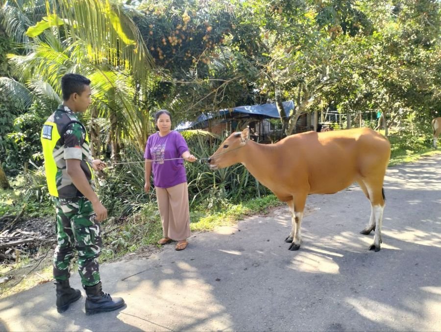 Babinsa Koramil 06/Cerenti Cek Kesehatan Ternak Sapi Warga di Desa Pulau Bayur
