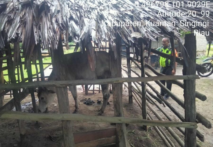 Babinsa Koramil 06/Cerenti Cek Kondisi Hewan Ternak Warga di Desa Kampung Baru Timur