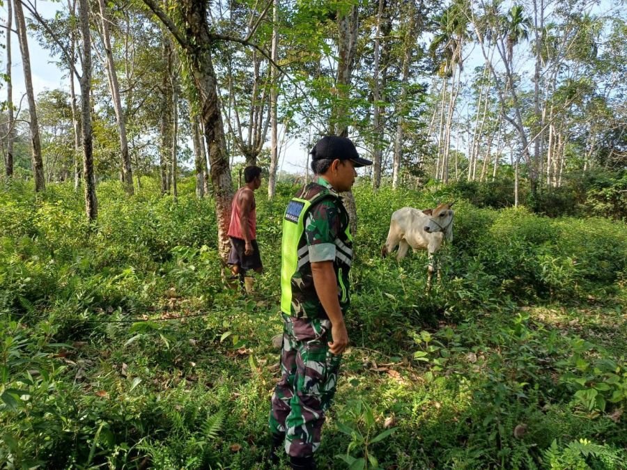 Babinsa Koramil 06/Cerenti Cek Kondisi Hewan Ternak Warga Desa Sigaruntang