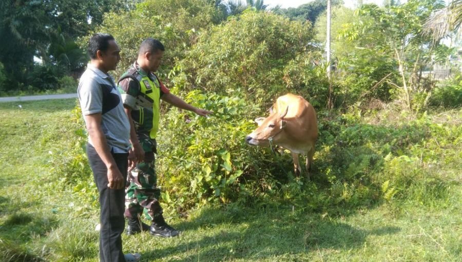Babinsa Koramil 06/Cerenti Laksanakan Pengecekan Kesehatan Hewan Ternak Warga di Desa Pulau Panjang