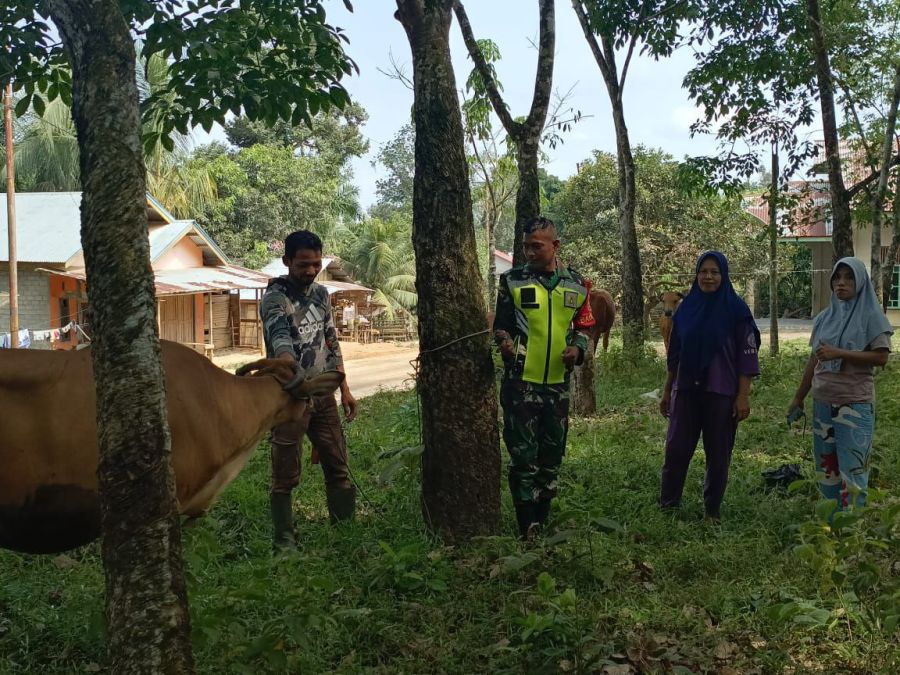 Babinsa Koramil 06/Cerenti Lakukan Pengecekan Hewan Ternak Sapi untuk Cegah Penyebaran PMK