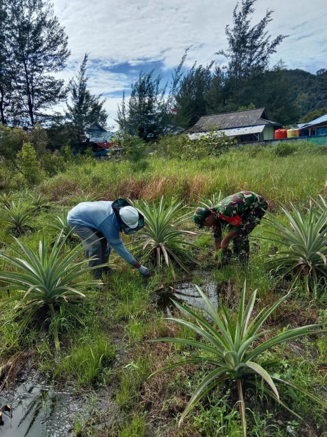 Babinsa Serasan Turun ke Kebun, Bantu Petani Nenas Bersihkan Lahan