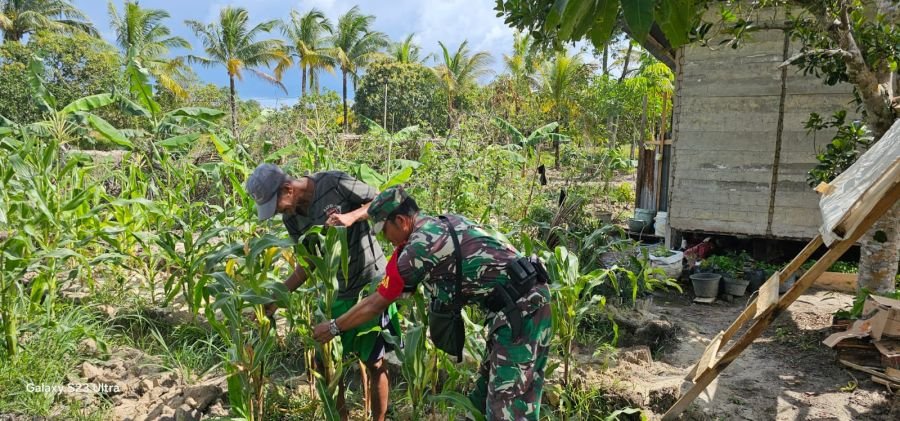 Babinsa koramil 06/serasan serka Hendry purwanto komsos dengan petani jagung di desa payak