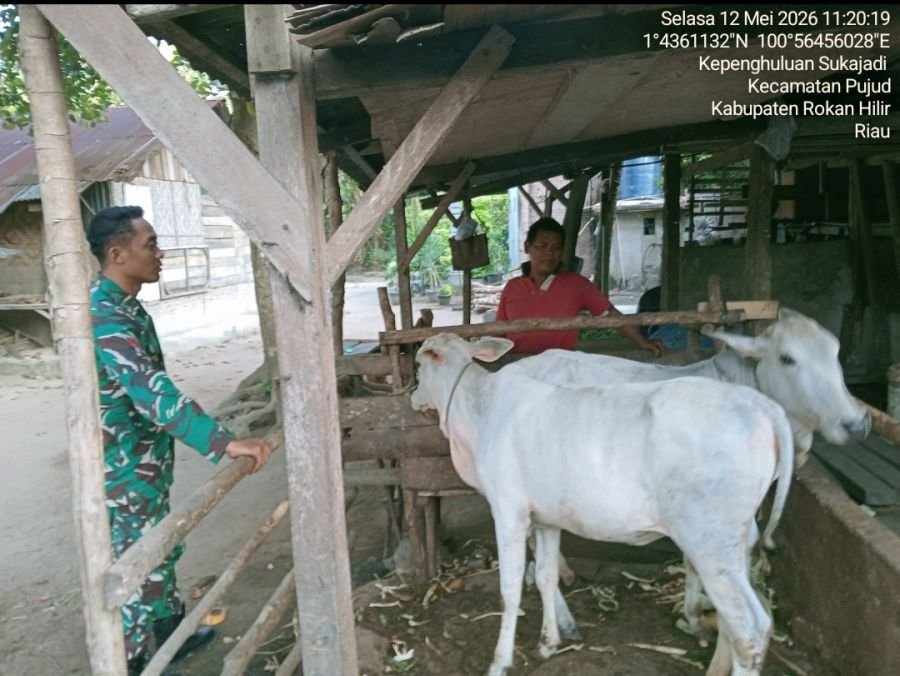 Babinsa Koramil 06/Tanjung Medan Aktif Dampingi Warga Cegah Penyakit PMK pada Hewan Ternak