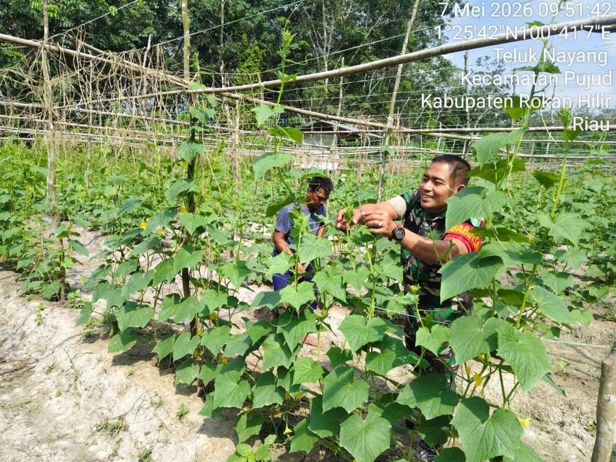 Babinsa Koramil 06/Tanjung Medan Dampingi Petani, Wujud Nyata Kepedulian TNI untuk Ketahanan Pangan