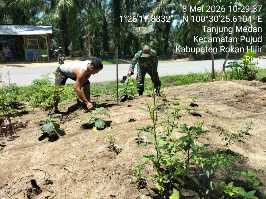 Babinsa Koramil 06/Tanjung Medan Dampingi Petani Semangka, Wujud Nyata Ketahanan Pangan Nasional