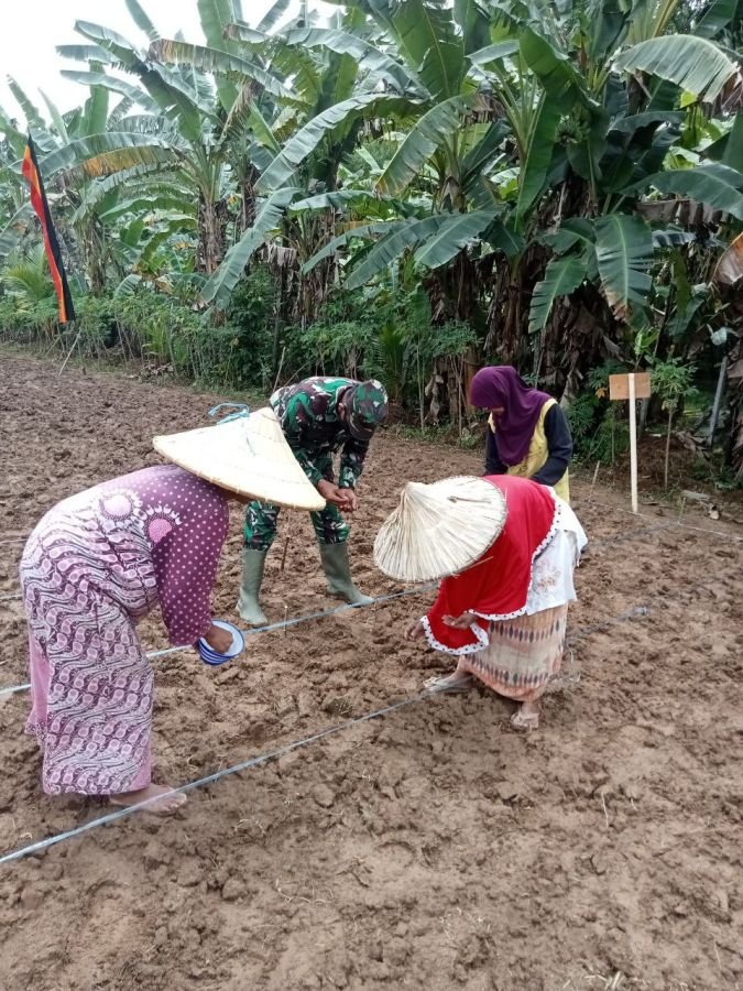 Babinsa Koramil 07/KH Terjun Langsung Bantu Petani Tanam Jagung