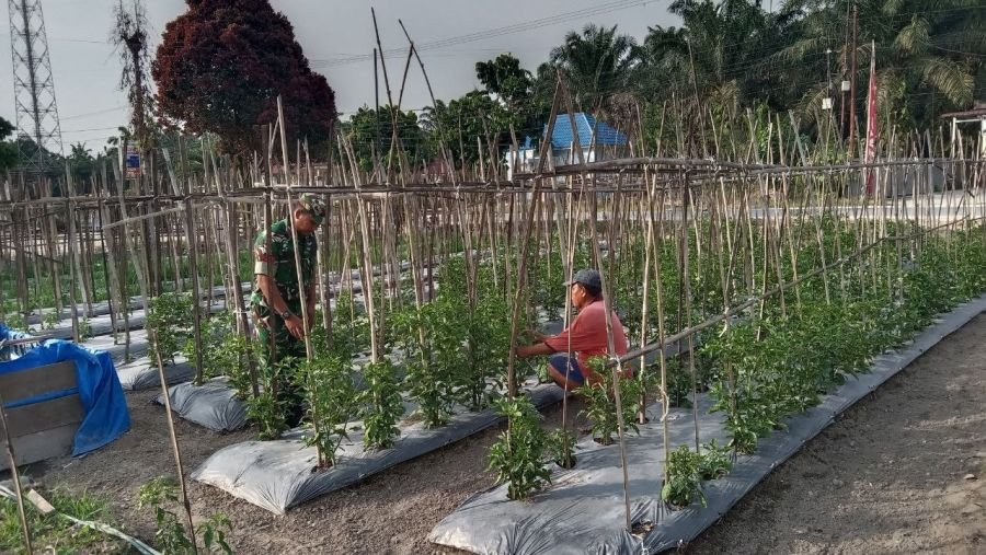 Babinsa Koramil 07/KH Turun ke Lahan, Rawat Sayuran Dukung Ketahanan Pangan