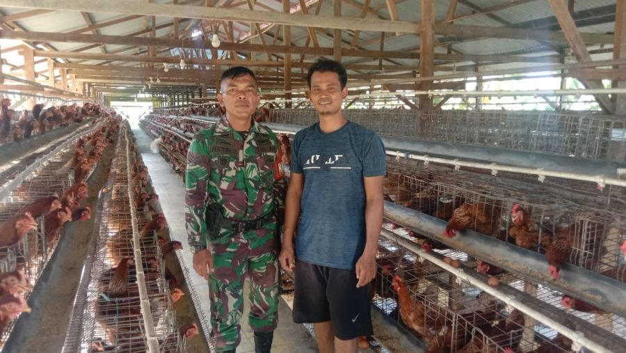 Babinsa Koramil 08/Rumbai Barat Dampingi Peninjauan Kandang Ayam Petelur Dukung Ketahanan Pangan