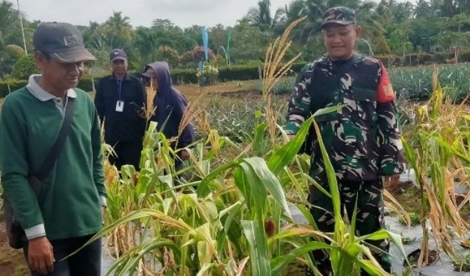 Babinsa Koramil 11/PBR Perkuat Ketahanan Pangan Lewat Komsos Bersama Petani Jagung di Pulau Burung