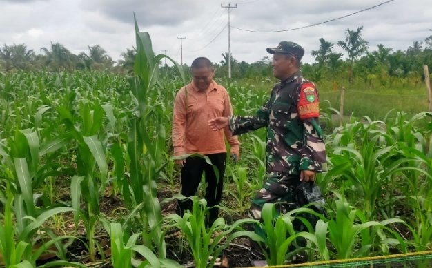 Babinsa Koramil 11/Pulau Burung Dorong Petani Jagung Perkuat Ketahanan Pangan di Manunggal Jaya