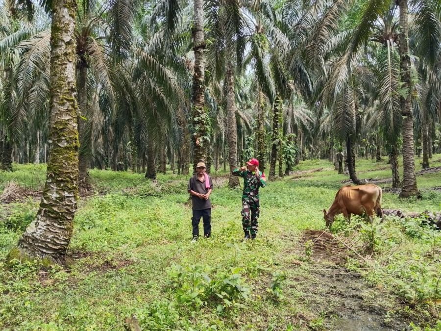 Babinsa Koramil 11/Tambusai Laksanakan Pengecekan PMK pada Sapi Milik Warga  