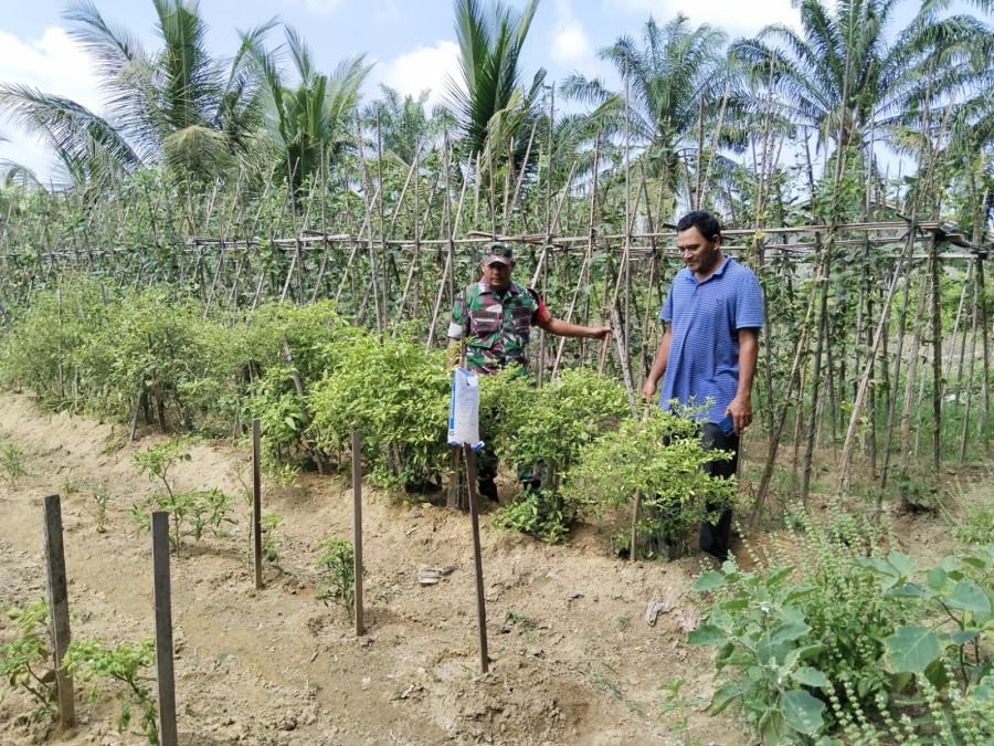 BABINSA KORAMIL 11/TBS BERIKAN MOTIVASI KEPADA PETANI SAYURAN DI WILAYAH.