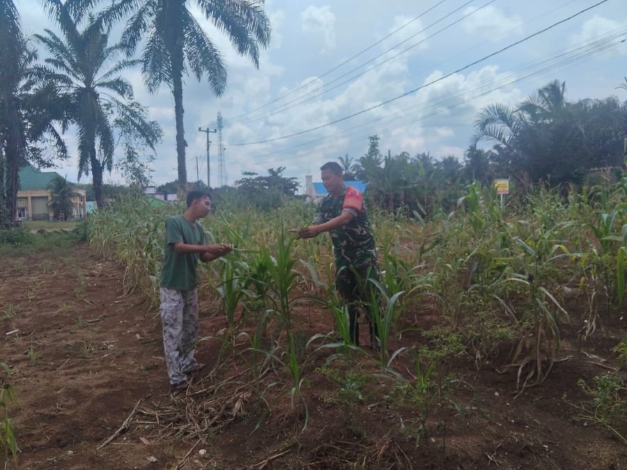Babinsa Koramil 11/Tbs Dampingi Petani Jagung Dukung Ketahanan Pangan.