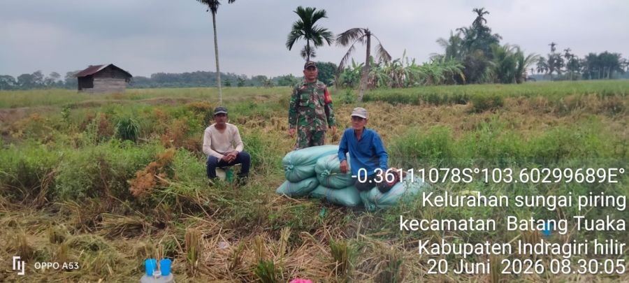 Babinsa Koramil 12/Batang Tuaka Dampingi Percepatan Panen Padi di Wilayah Binaan