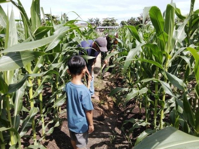 Babinsa Koramil 16/Tapung Turun ke Kebun Jagung, Perkuat Ketahanan Pangan Bersama Petani