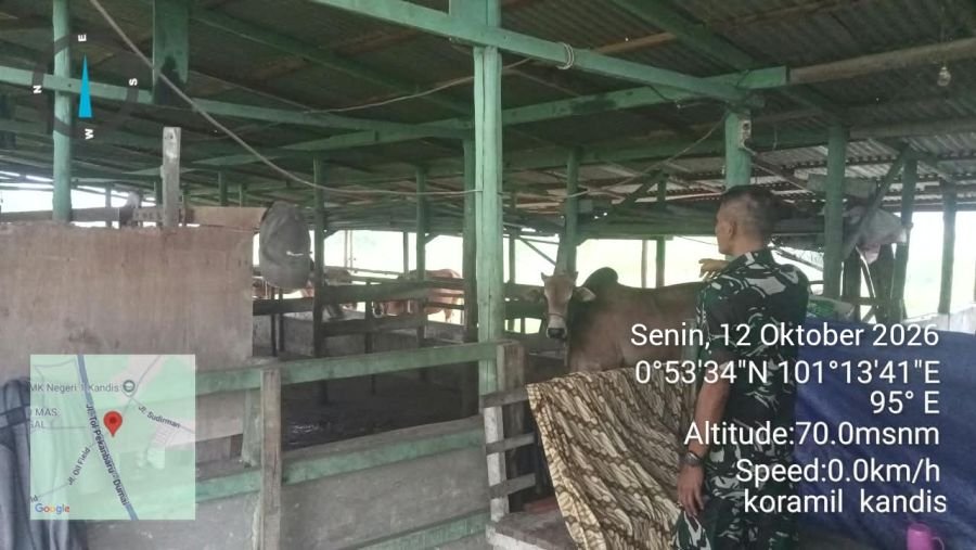 Babinsa Koramil Kandis Dampingi Vaksinasi PMK di Sungai Gondang