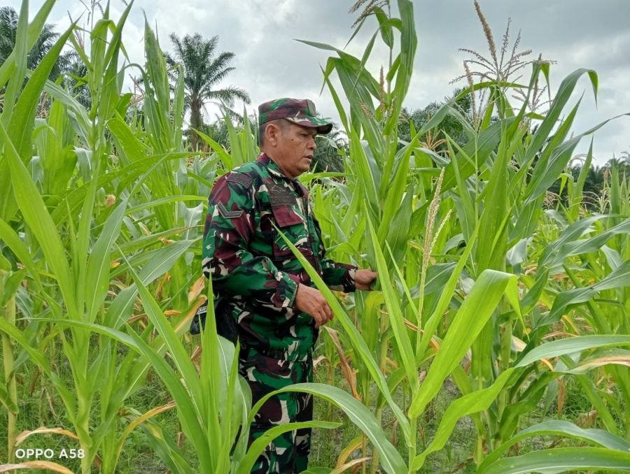 Babinsa koramil kegiatan Pemantauan Pertumbuhan dan kondisi Tanaman