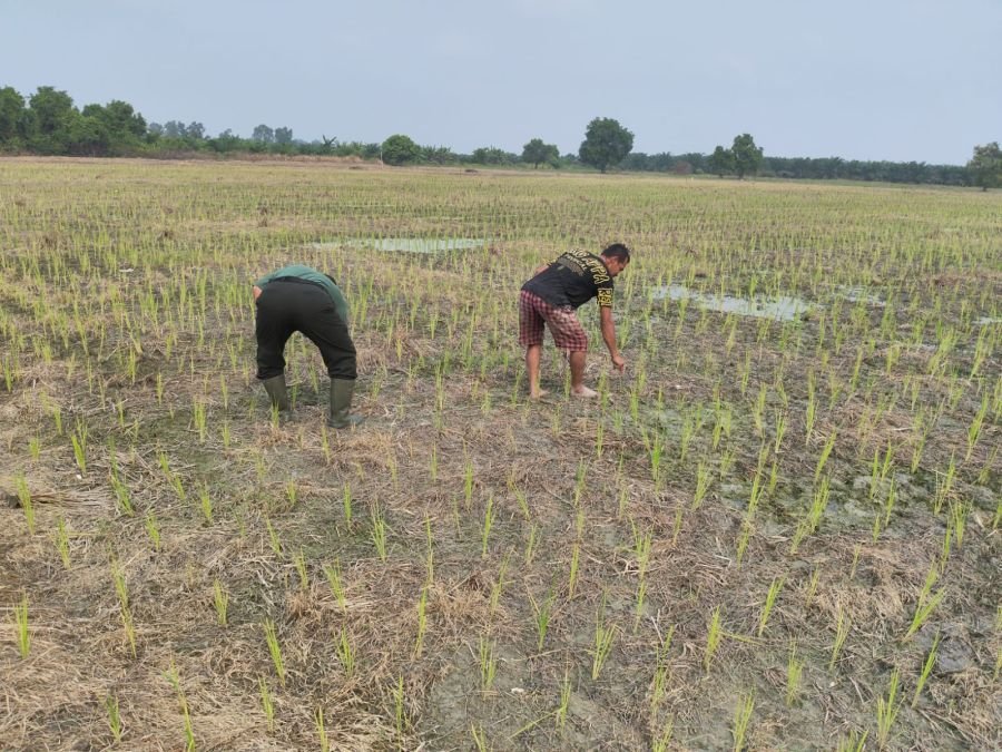 Babinsa Koramil Kubu Turun ke Sawah, 25 Rante Tanaman Padi Jadi Perhatian
